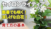 ブルースターの育て方 剪定の実演あり 花がら摘みや育て方の基本 冬越しまで Youtube