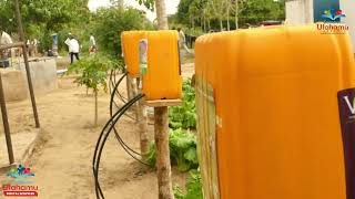 Kilimo cha nyanya kwenye Green House Kinafaida.