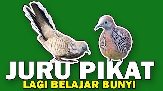 SUARA PERKUTUT LOKAL AHLI PIKAT