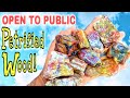 Digging Rainbow Fossil Wood | Petrified Forest National Park