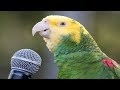 Dünyanın EN İYİ Konuşan 10 Papağan Türü