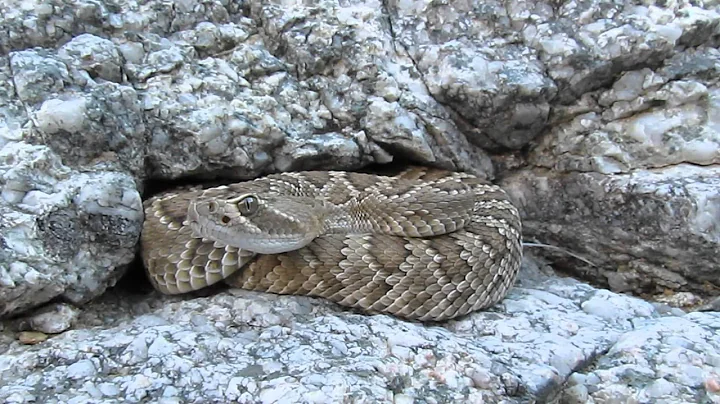 Walked up on a Arizona Mojave Rattlesnake And set right above him.