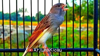 Kenari Starblue Gacor Durasi Panjang Bagus Untuk Pancing suara kenari Muda