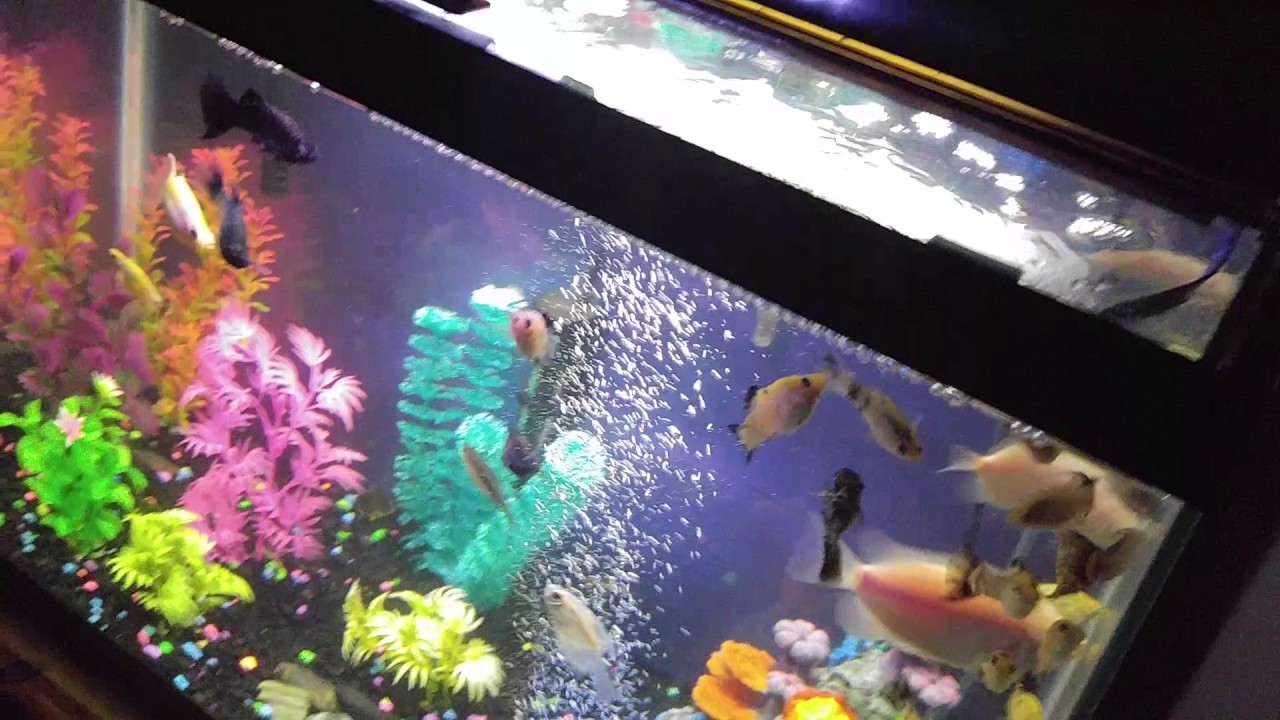 video phone beyonce mp3 My lil girls Molly tank 20 tall..a lil relaxation!hope you enjoy ..