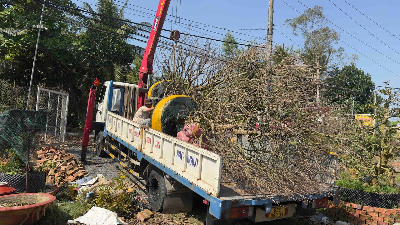 Пересадка больших, засохших деревьев — Доставка клиентам — Делимся советами по уходу за деревьями...