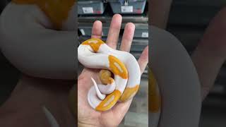 Celebrity Holdback Heaven 💥💪🏻💥 #smalltownxotics #ballpythonlove #holdback Wealth