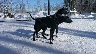 Slow Motion Sprint Racing Sled Dogs // Endurance Kennels LLC