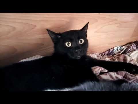 Video: Kedilerde Tiamin Eksikliği Düşündüğünüzden Daha Yaygın: Bölüm 1