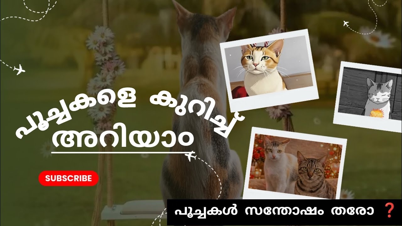 പൂച്ചകളെ കുറിച്ച് അറിയാ൦ || പൂച്ചകൾ സന്തോഷം തരോ ❓
