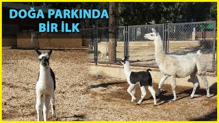 Tarsus Doğa Parkında İlk Lama Doğdu, Adı Amokaçi Oldu