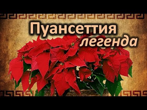 Video: Пуансеттиянын сыйкырдуу касиеттери