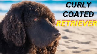 Curly Coated Retriever Pros And Cons | The Good And The Bad