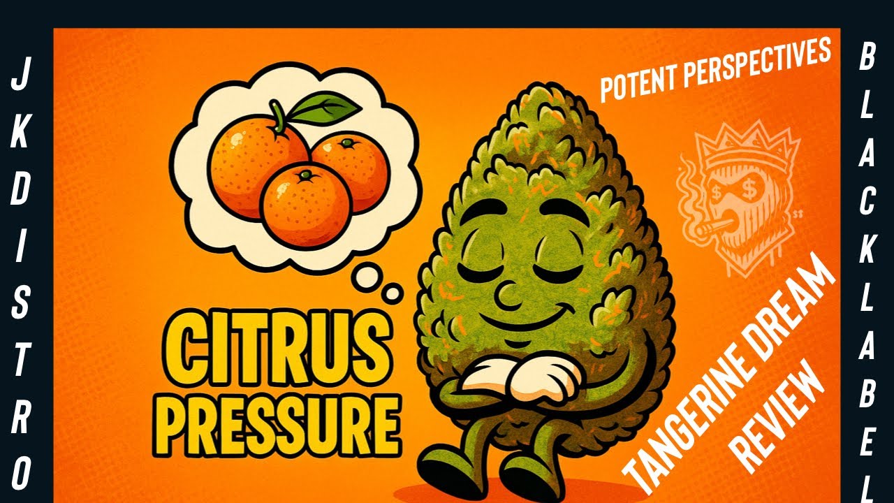 Tangerine Dream Strain Review | JK Distro Black Label | Potent Perspectives Flower Breakdown 🔥🍊