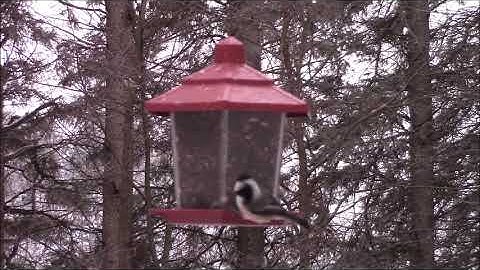 Audio Visual Catnip December 2018