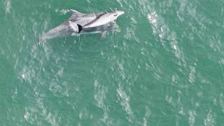 Bottlenose Dolphin with dead Harbor Porpoise 9-24-26