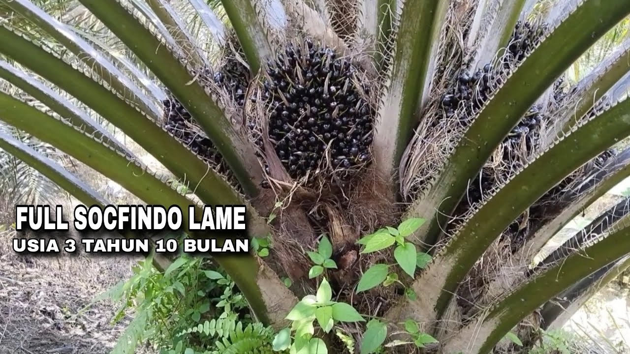 KEBUN SOCFINDO LAME MILIK PETANI SWADAYA