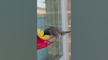 Did You Know Hummingbirds Can Fly Backwards?  #facts