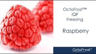 OctoFrost Frozen - IQF berries: Raspberry