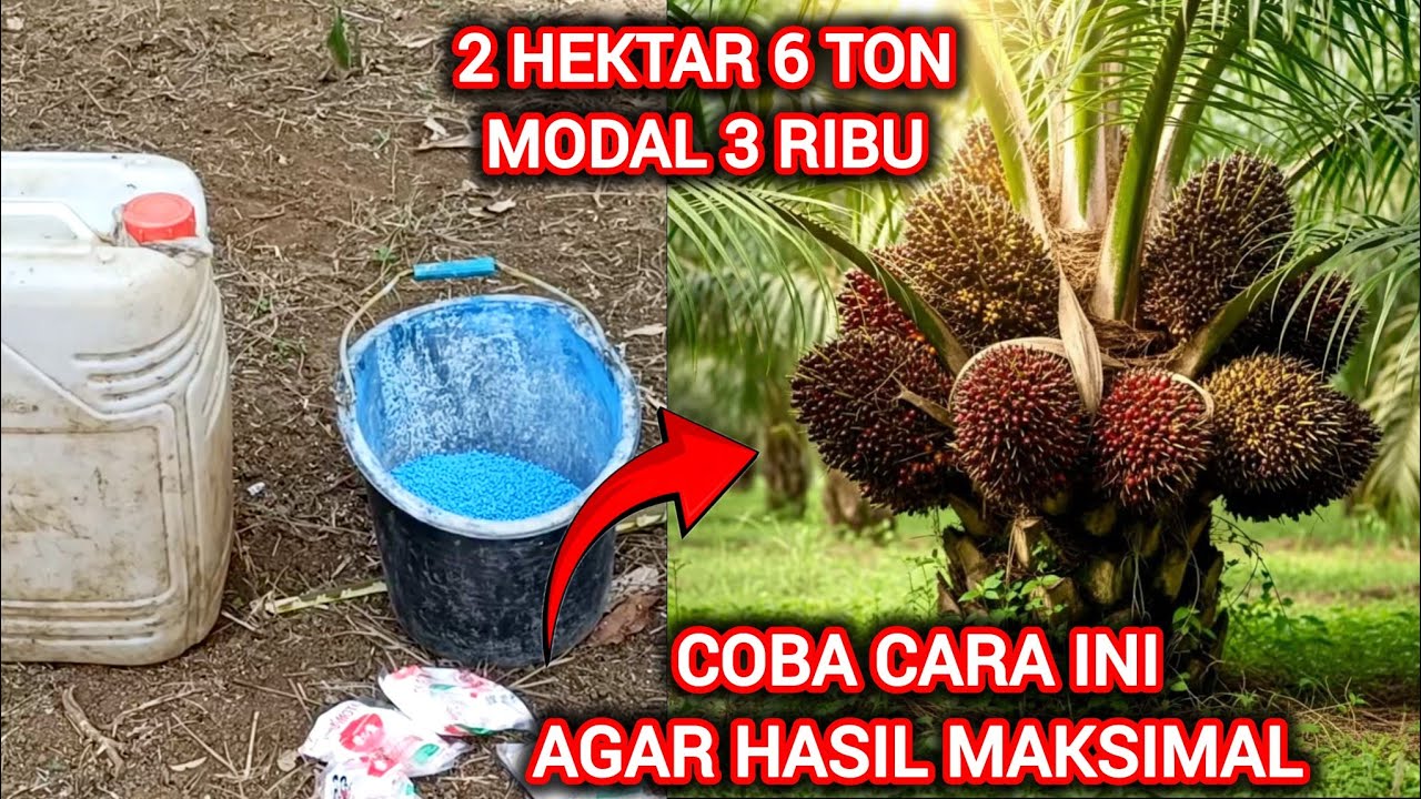 Lakukan Cara ini agar hasil panen meningkat biaya lebih Hemat buah lebat jarang antrek 