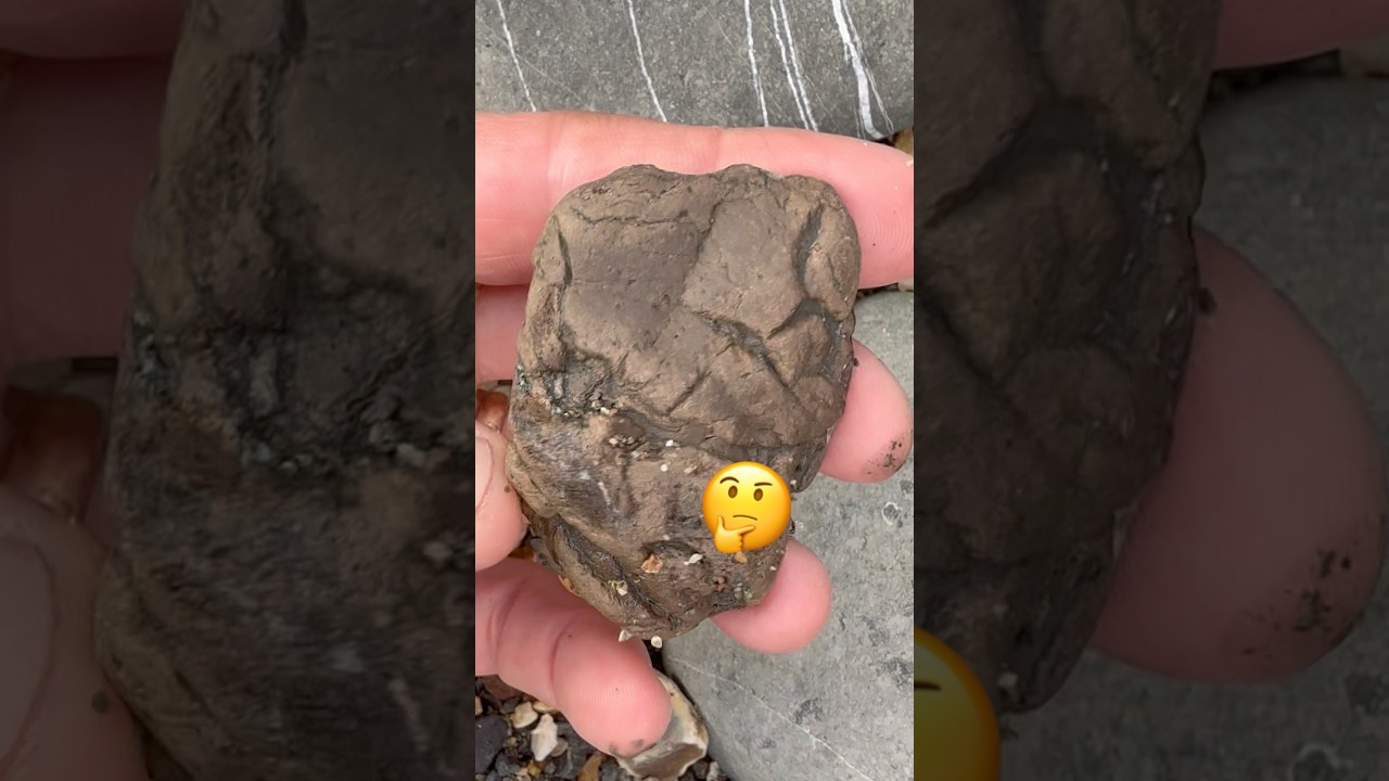 Найдите окаменелый копролит⁉️ 