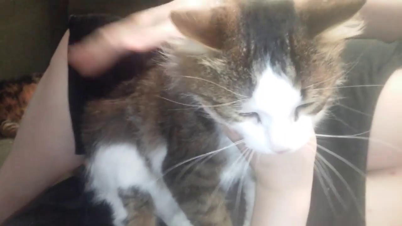 Cat Nail Clipping YouTube