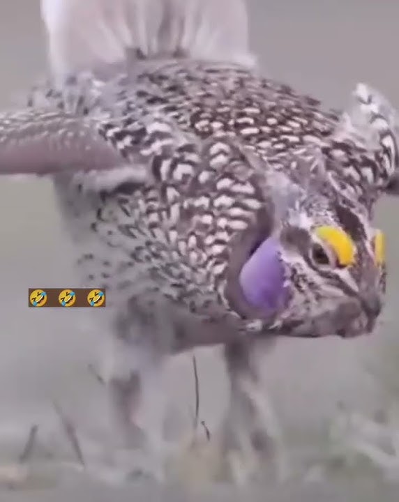 Dedaky Manekiteky - Tsapiky Toliara😅 #tsapiky #toliara #menabe #morondava