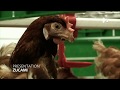 Modern poultry farming, laying Hens EGG PRODUCTION | Easy concept of poultry farming chickens