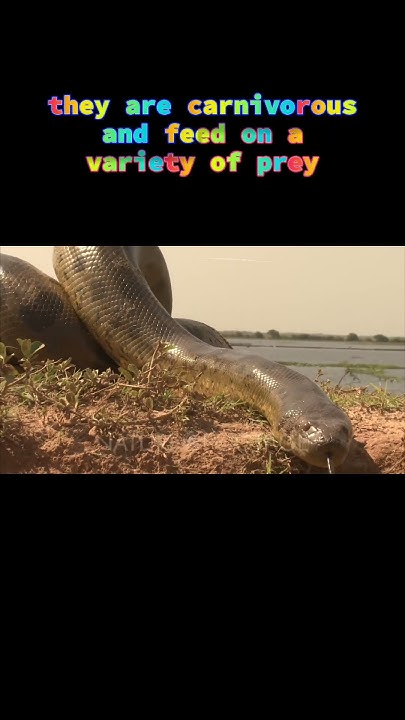Anacondas are native to the tropical rainforests, swamps, and rivers of