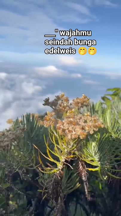 rindu @Mariyanah3773 @Akaskydrone @AkaSynth #subscribers