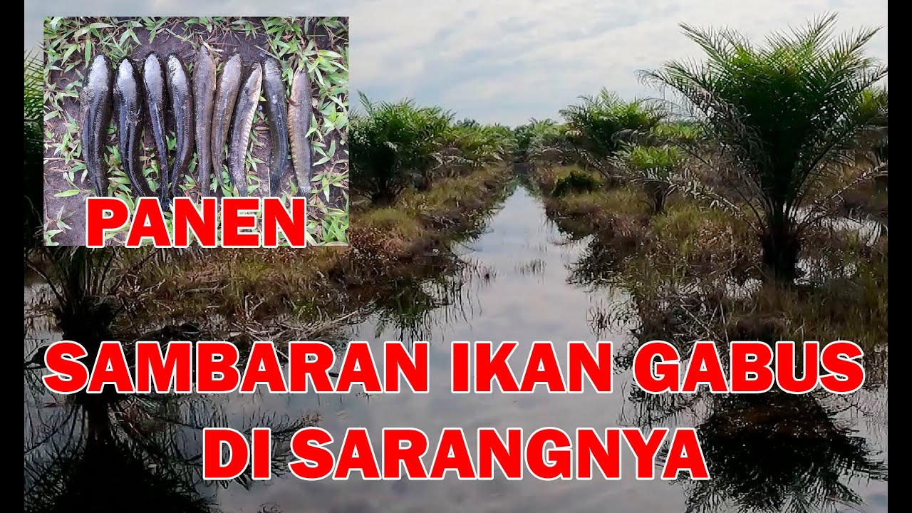 GOKILLL... MANCING IKAN GABUS UMPAN KODOK KARET || SERU MAS BRO #8