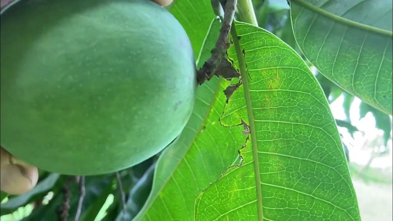 Mango sap burns your skin, be careful when you pick unripe mangoes