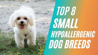 Top 8 Small Hypoallergenic Dog Breeds