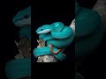 الافعى الزرقاء شديدة الس مية Shorts الافعى الزرقاء شديدة الس مية Shorts