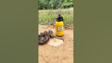Creative Simple DIY Bird Trap - Quail Trap # new bird trap #shorts