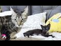 Mischievous Uncontrollable Rescued Kitten First Meeting with Motherly Resident Cat thumbnail