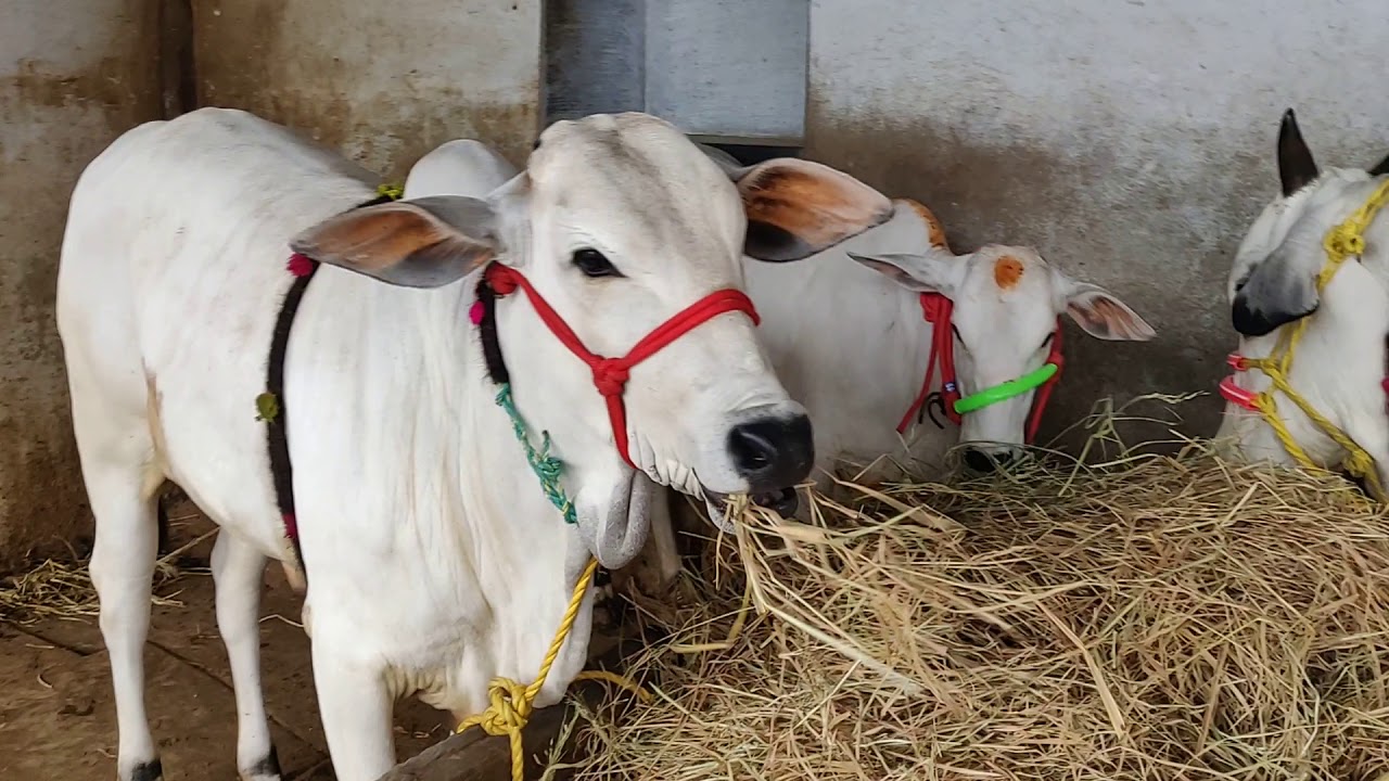 Ongole Cows For Sale Kurnool 7013995429 YouTube ongole-cows-for-sale-kurnool-7013995429-youtube