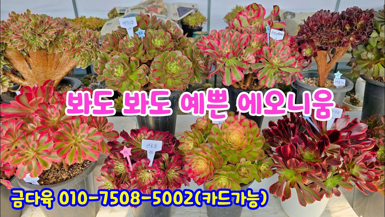 250105📍#금다육 파나메라 루비틴트 핑크여왕 파차이 꽃비 로터스 크리스탈철화 썬라이즈금 핑크마녀 허그미