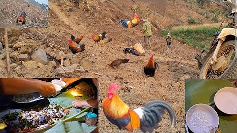 Qaib qus noj ntxes nawb. Gà rừng chạy 🏃cực nhanh làm cho tôi phải đi ăn pịa cá