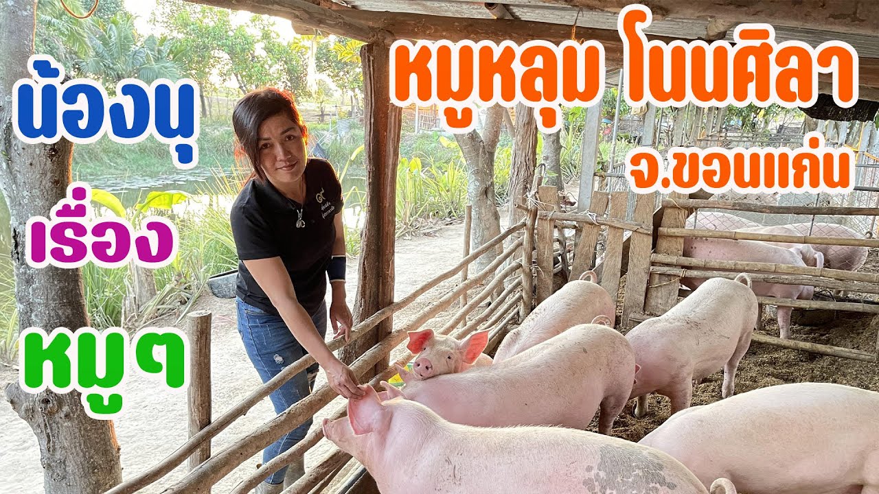 หมูหลุมโนนศิลา น้องนุดี #ช่องทางพารวย #หมูหลุม
