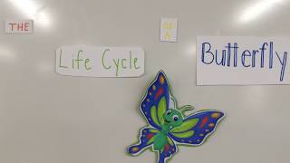 The Life Cycle of a Butterfly screenshot 5