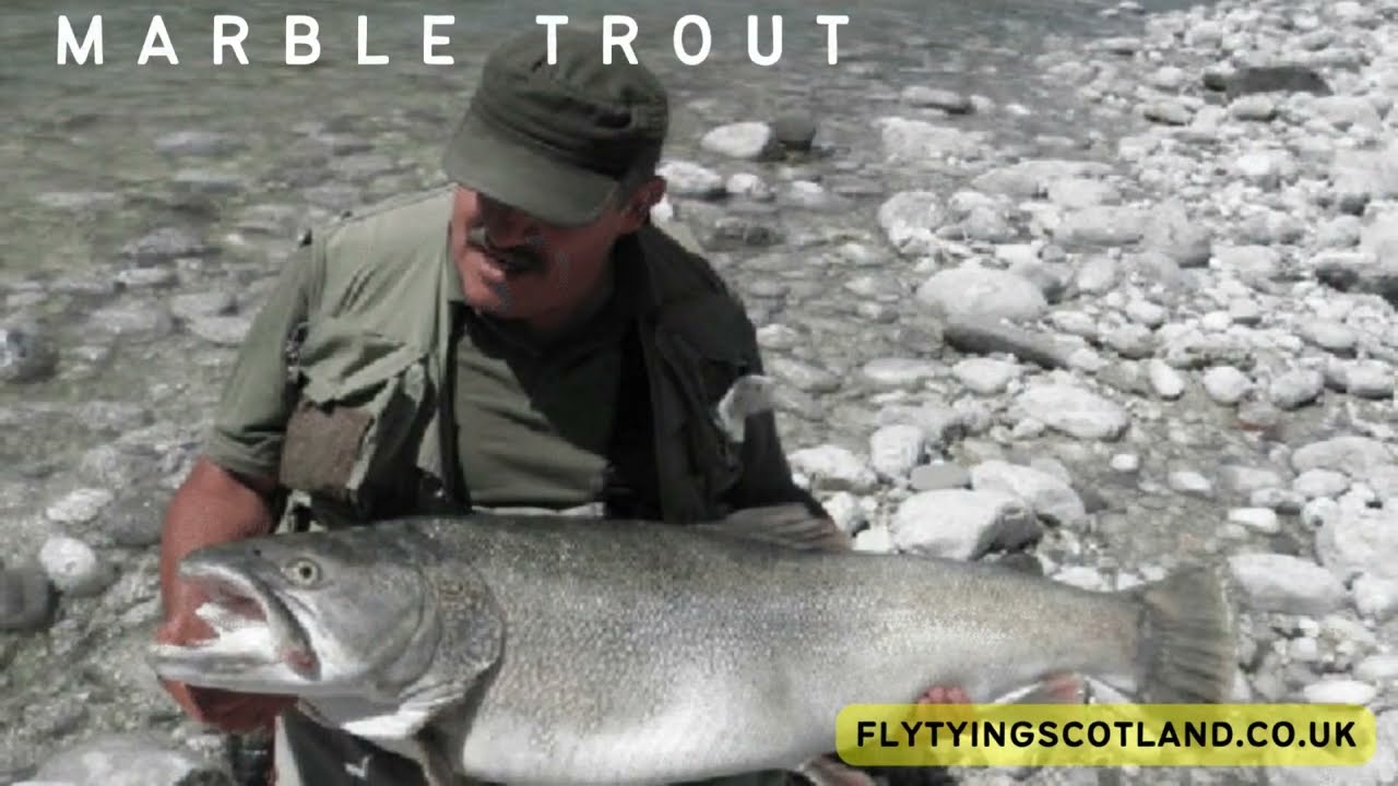 LARGEST MARBLE TROUT