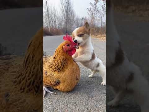 щенок курицы куропес