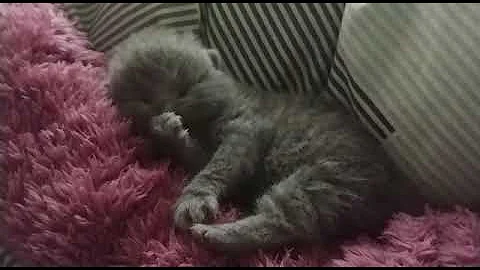 Watch the video about Our precious baby girl * cattery Calmcat British Shorthair