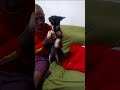 shih tzu misturado com pinscher depois do banho e tosa