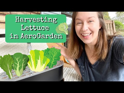 Harvesting AeroGarden Lettuce #lettuce #aerogarden