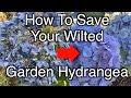 How to save your wilted garden hydrangea immediately!