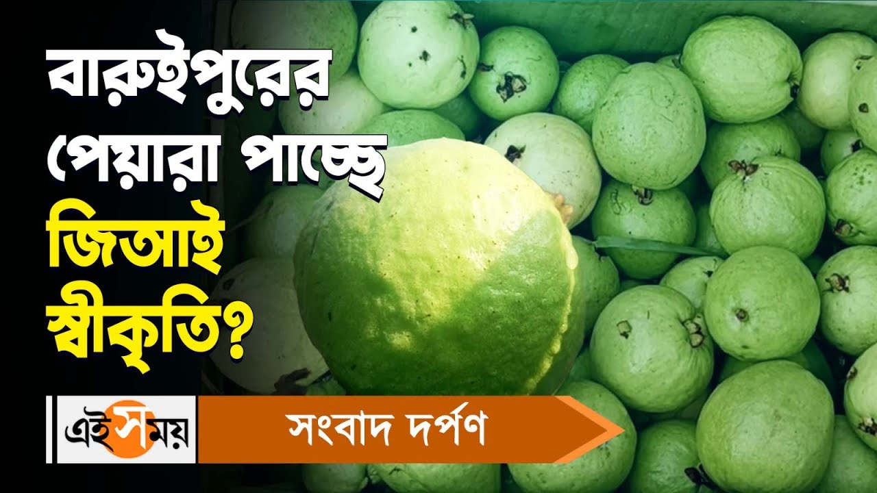 Guava Tag Baruipur Guava GI Tag : বারুইপুরের পেয়ারা পাচ্ছে জিআই স্বীকৃতি ...