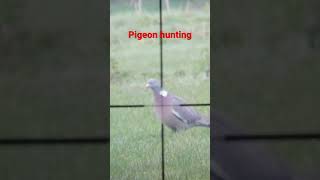 Wood pigeon down #pestcontrol #airguns #airgunhunting #airgunshooting #decoying #pigeondecoying