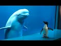 Whale Sees Penguin For First Time