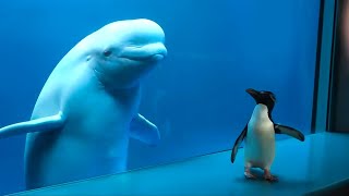 Whale Sees Penguin For First Time